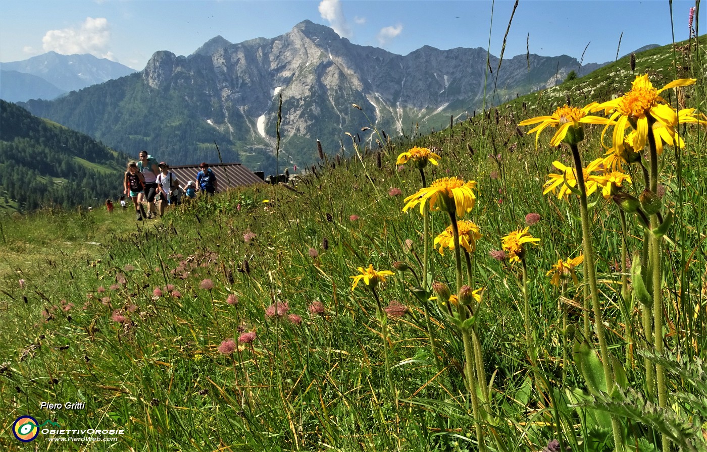 25 Arnica montana sul sent. 101 per il Passo di Tartano.JPG